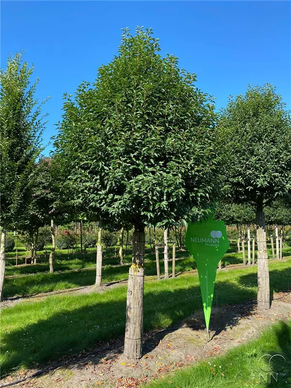 Prunus lusitanica 'Angustifolia'