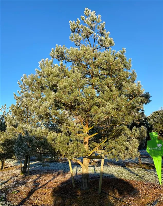 Pinus sylvestris