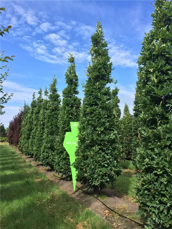 Quercus robur 'Fastigiata Koster'