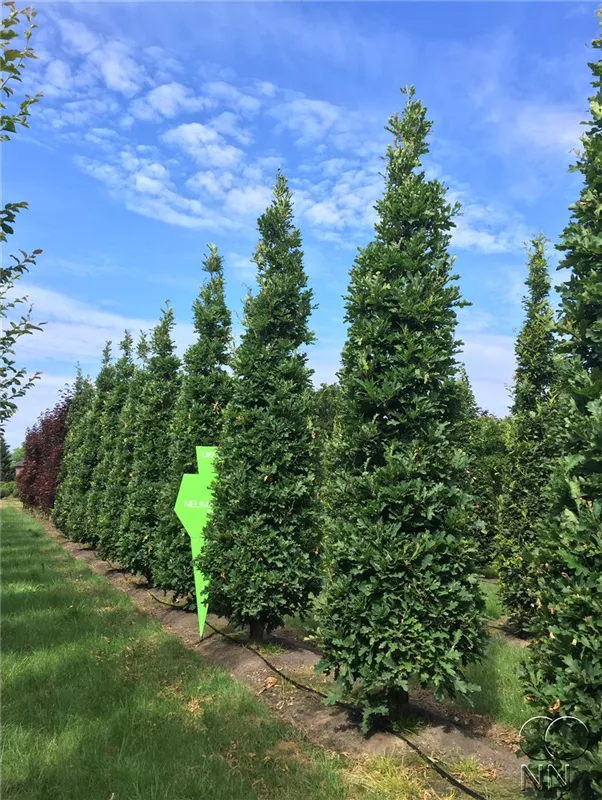 Quercus robur 'Fastigiata Koster'