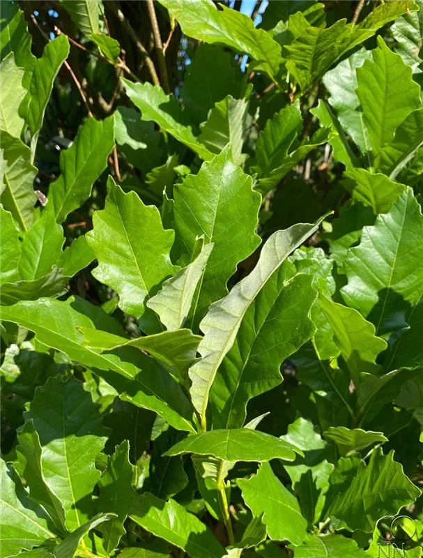 Quercus warei 'Wind Candle'