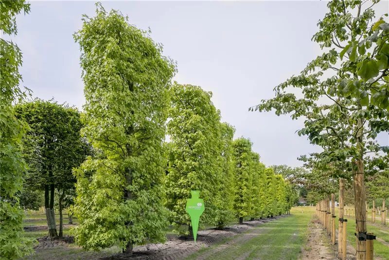 Liquidambar styraciflua 'Worplesdon'