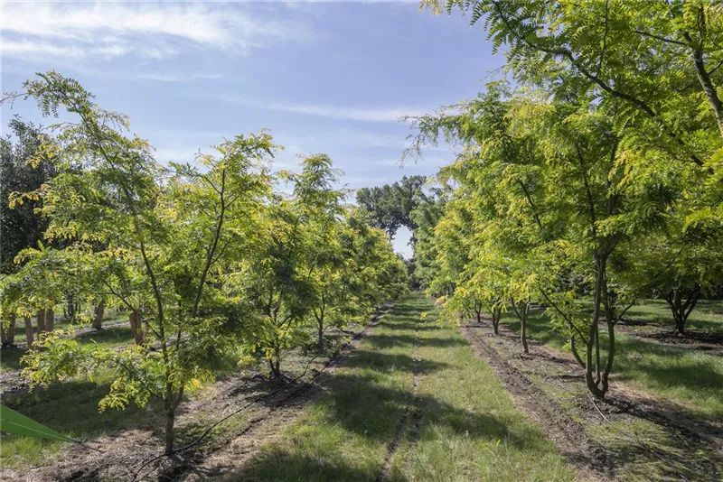 Gleditsia triacanthos 'Sunburst'