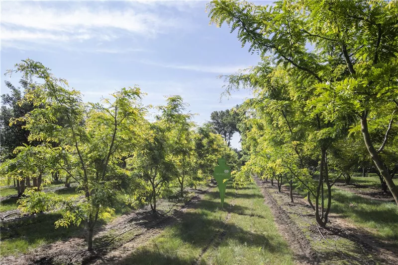 Gleditsia triacanthos 'Sunburst'