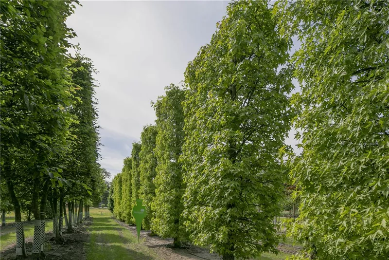 Liquidambar styraciflua 'Worplesdon'