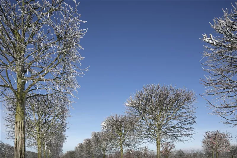 Tilia cordata 'Rancho'