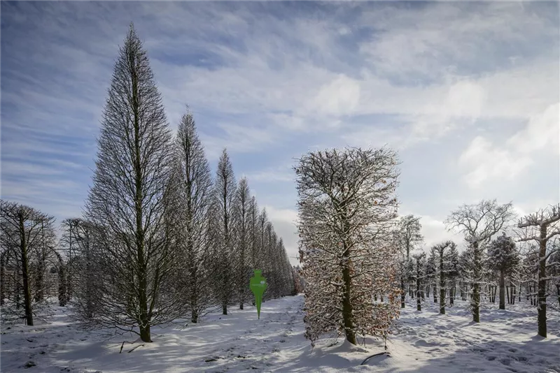 Carpinus betulus 'Fastigiata'