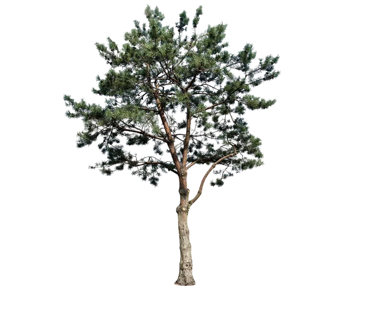 Pinus sylvestris