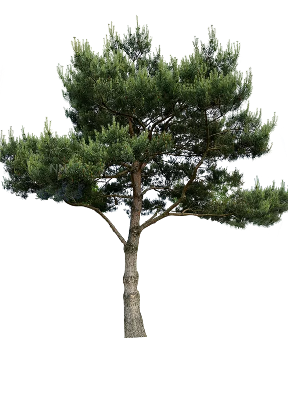 Pinus sylvestris