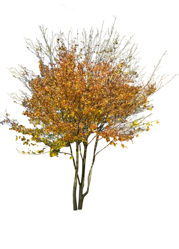 Acer rubrum