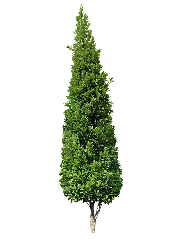 Quercus warei 'Wind Candle'