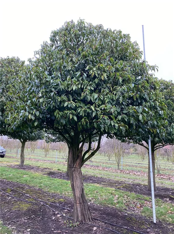 Prunus lusitanica