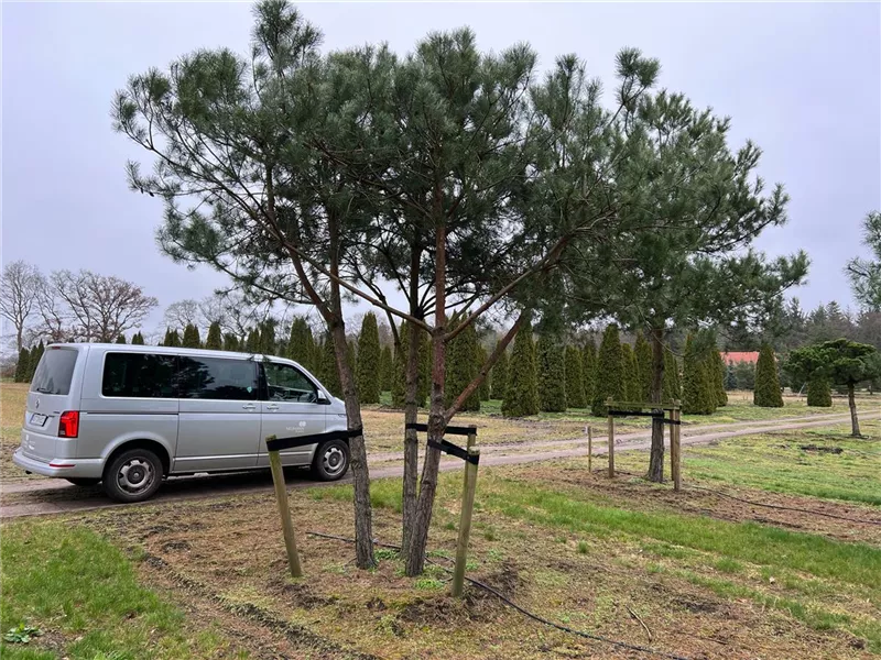 Pinus sylvestris