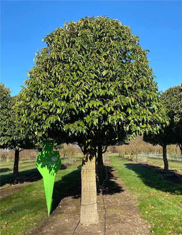 Prunus lusitanica