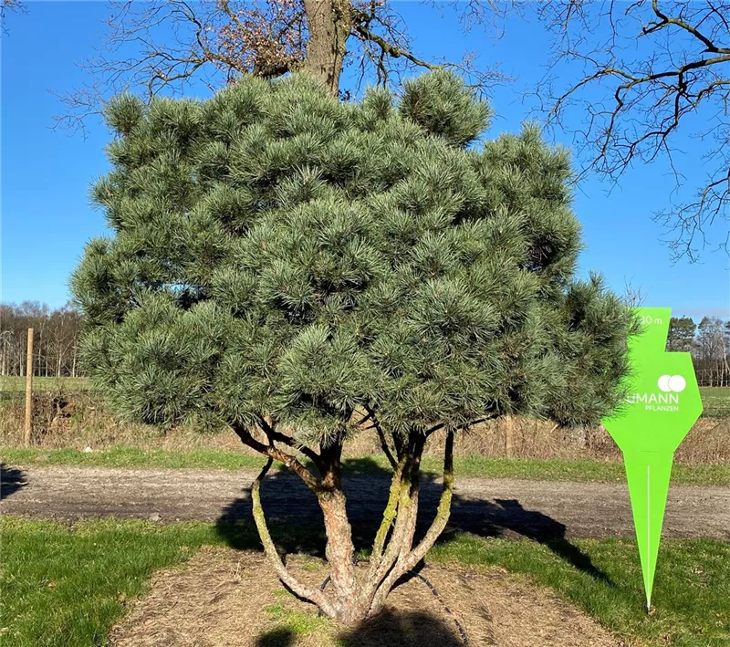 Pinus sylvestris 'Watereri'