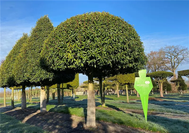 Prunus lusitanica 'Angustifolia'