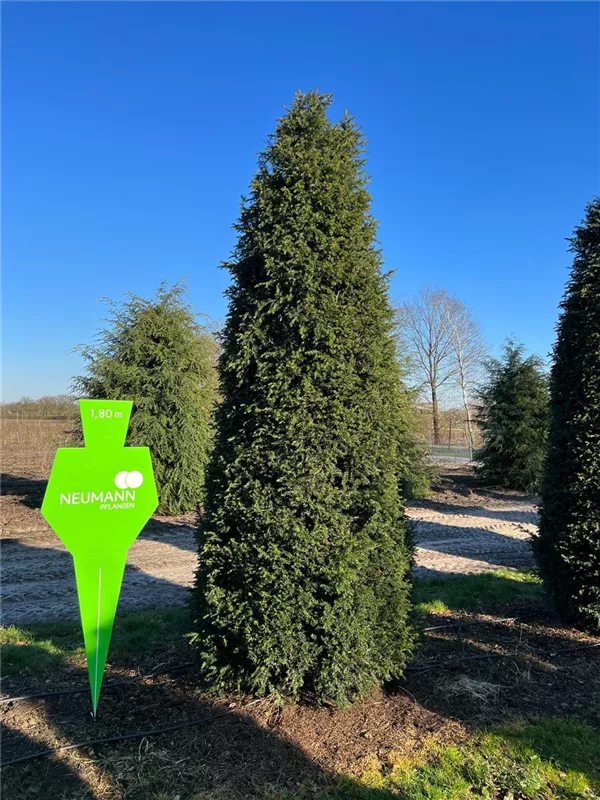 Taxus baccata 'Höpken's Gigant'