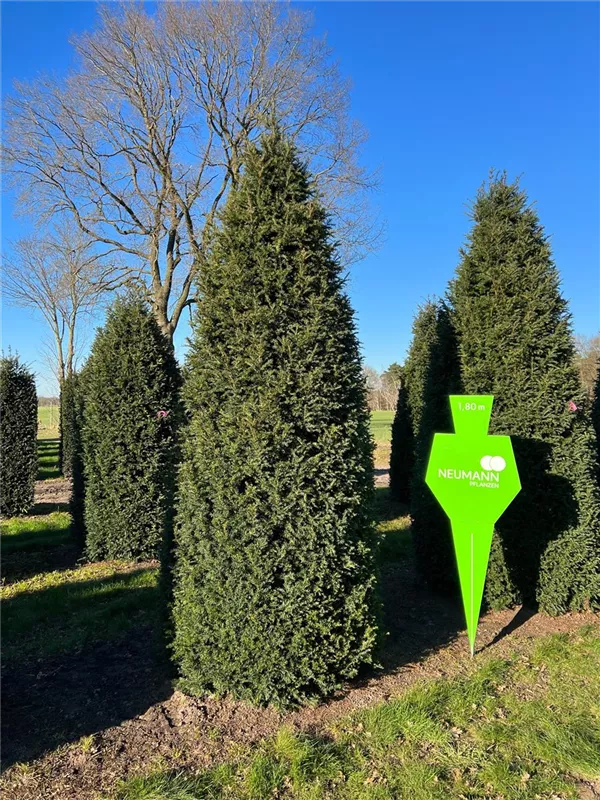 Taxus baccata 'Höpken's Gigant'