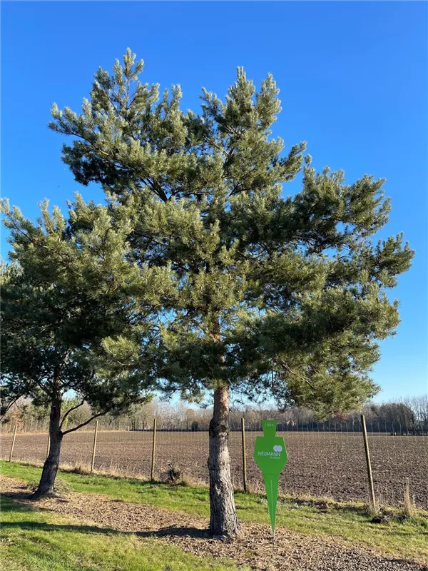 Pinus sylvestris