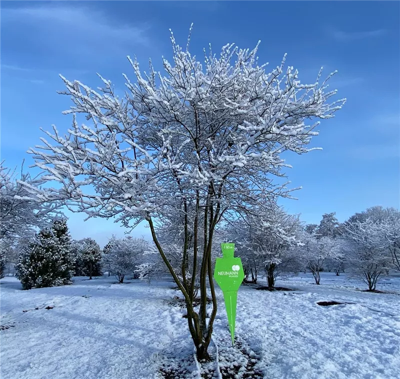 Amelanchier lamarckii