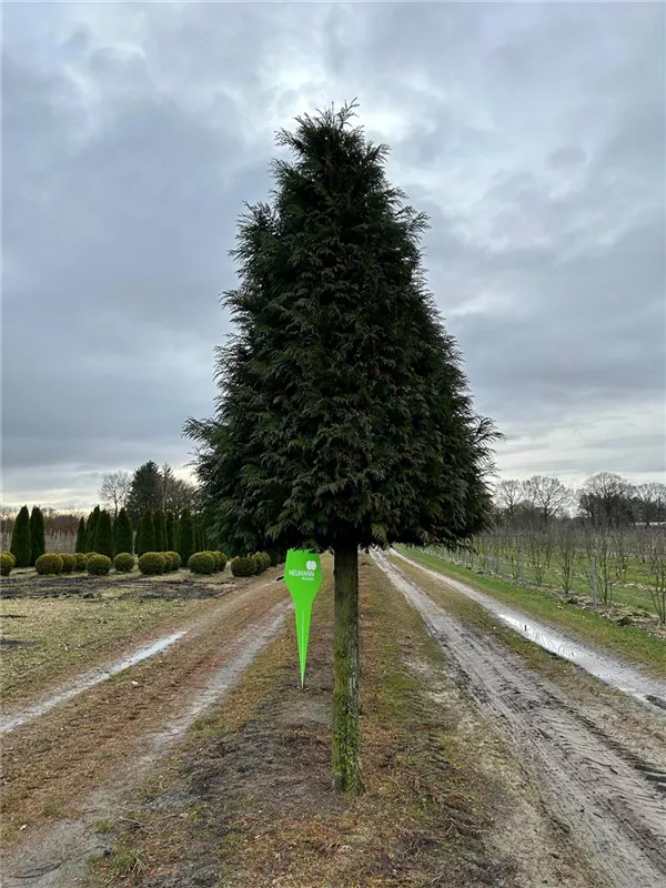 Thuja plicata 'Excelsa'