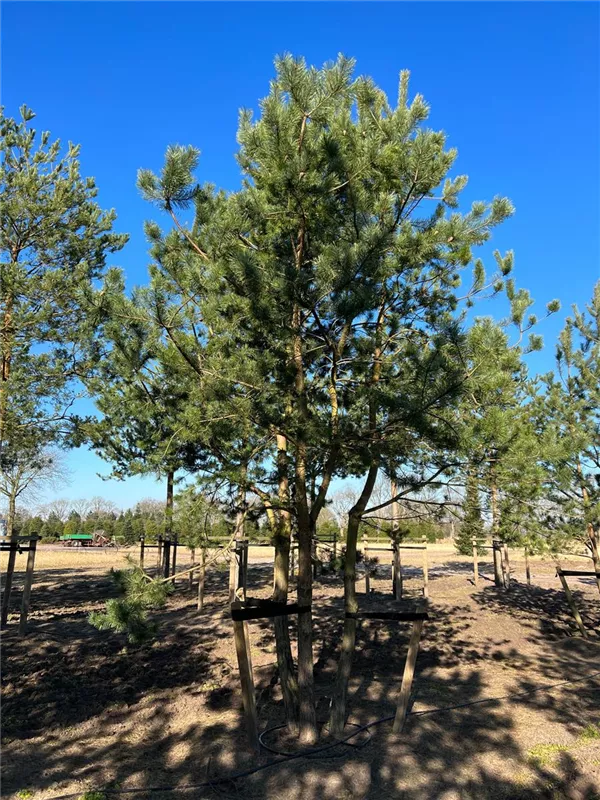 Pinus sylvestris