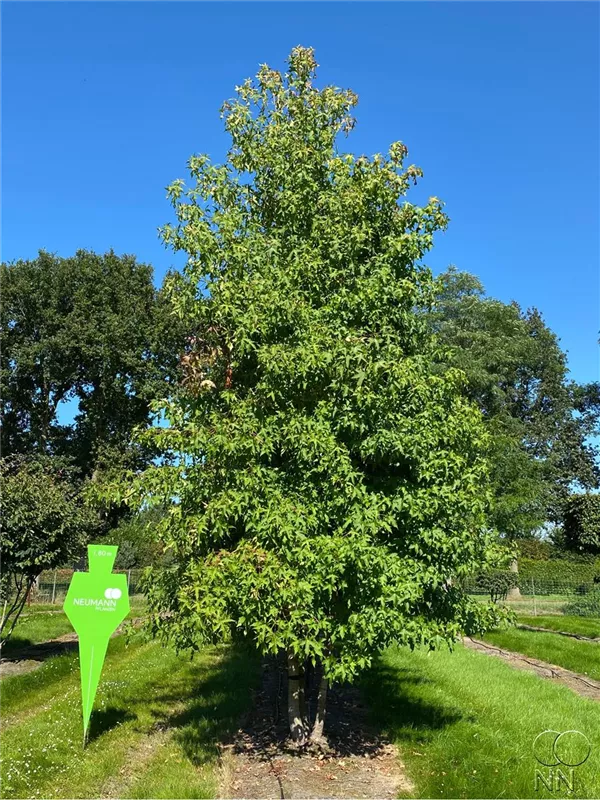 Liquidambar styraciflua