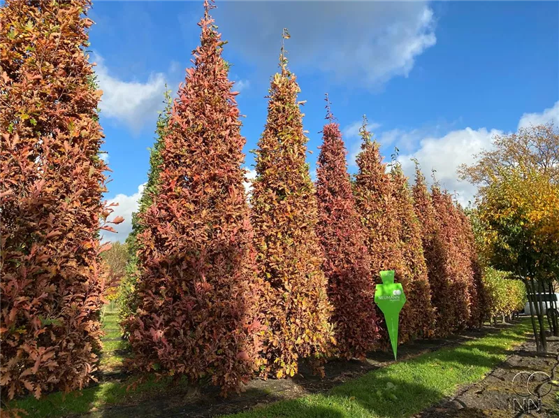 Quercus bimundorum 'Crimson Spire'