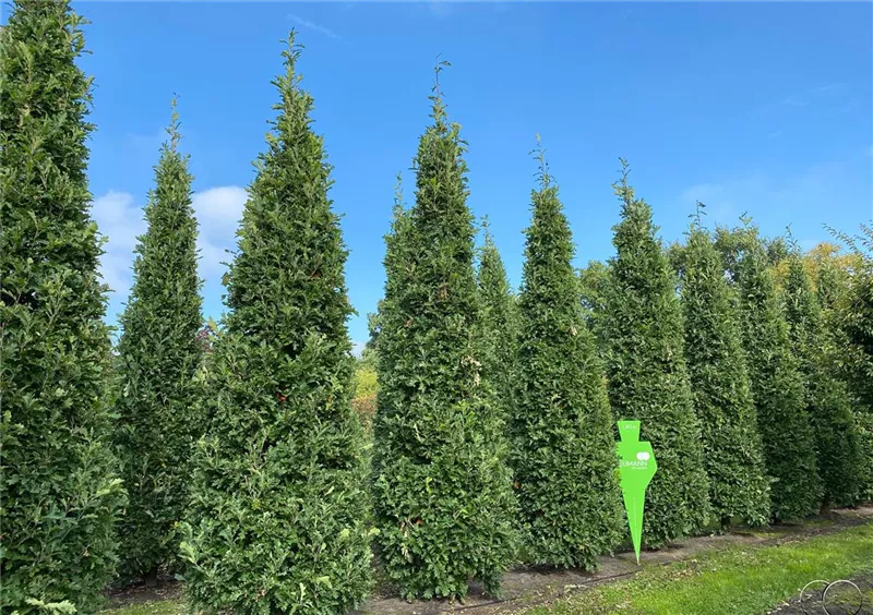 Quercus bimundorum 'Crimson Spire'