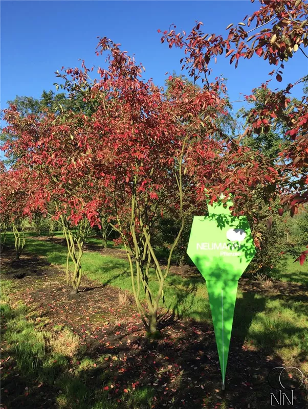 Amelanchier lamarckii