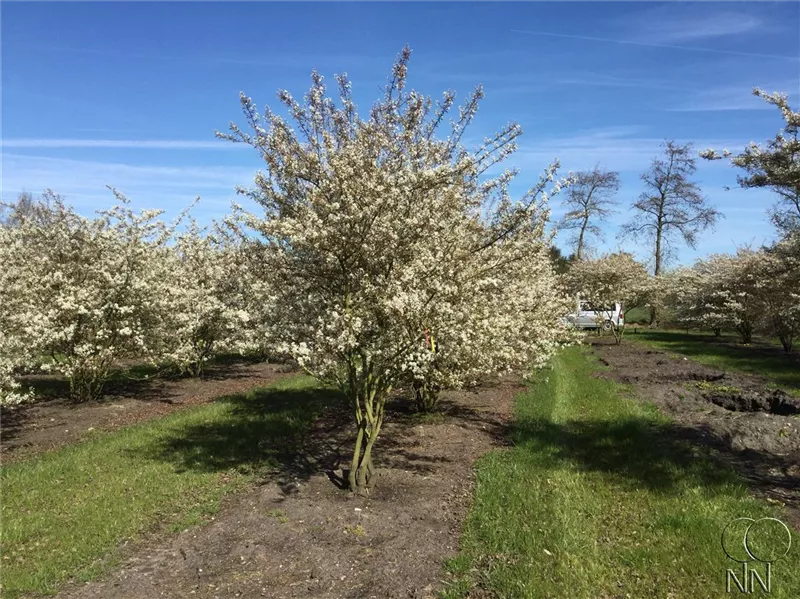 Amelanchier lamarckii