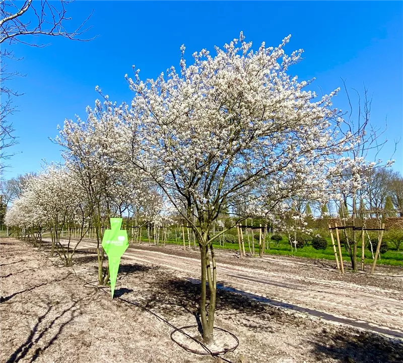 Amelanchier lamarckii