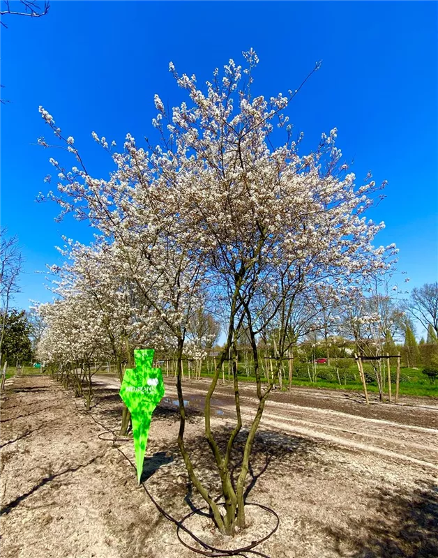 Amelanchier lamarckii