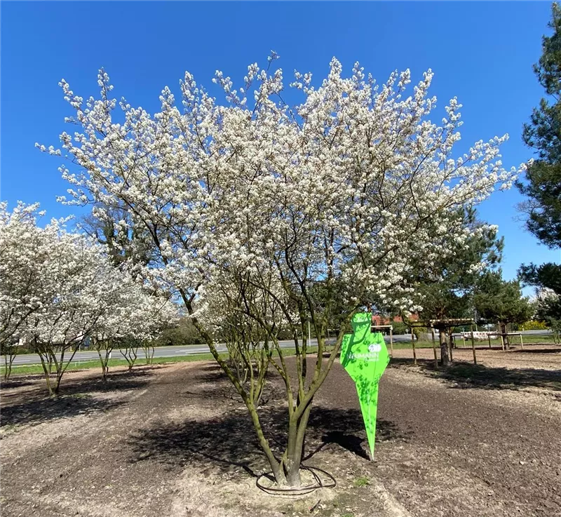 Amelanchier lamarckii