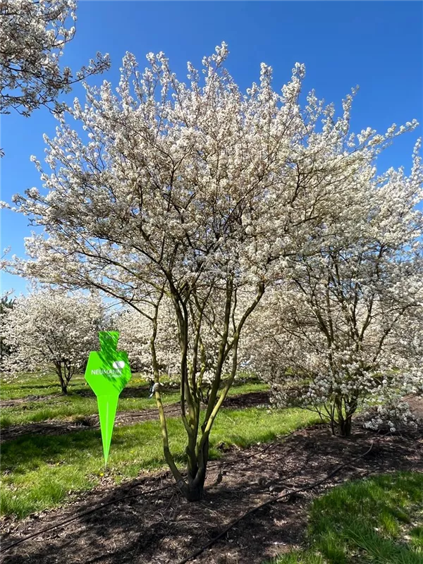 Amelanchier lamarckii