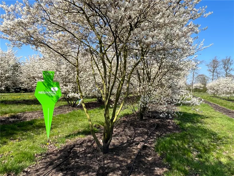 Amelanchier lamarckii