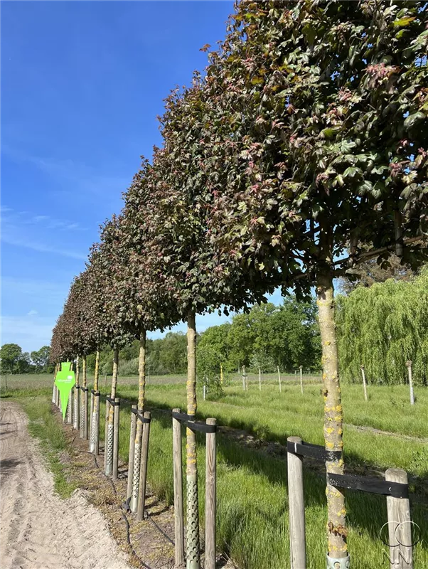 Acer campestre 'Red Shine'