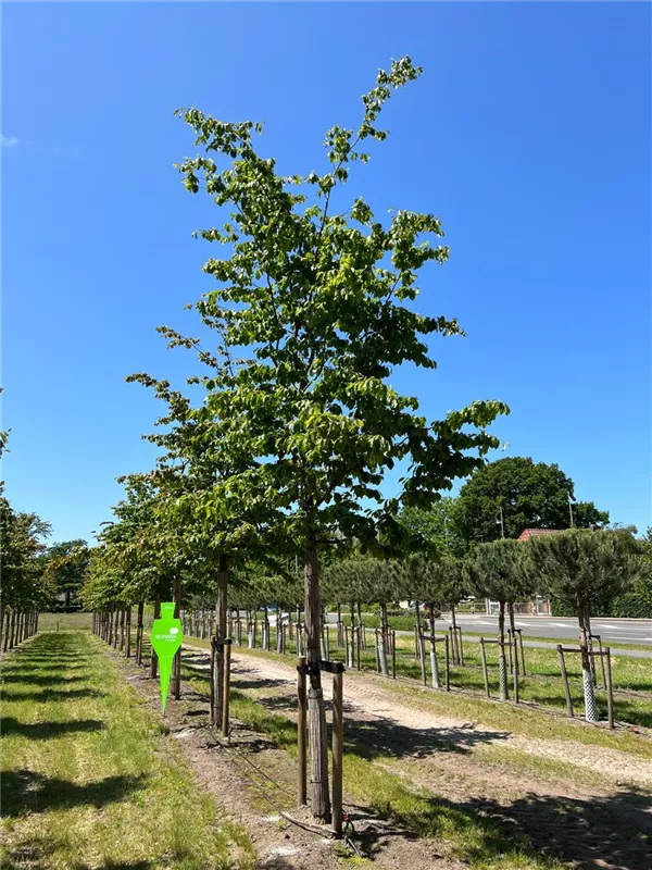 Parrotia persica