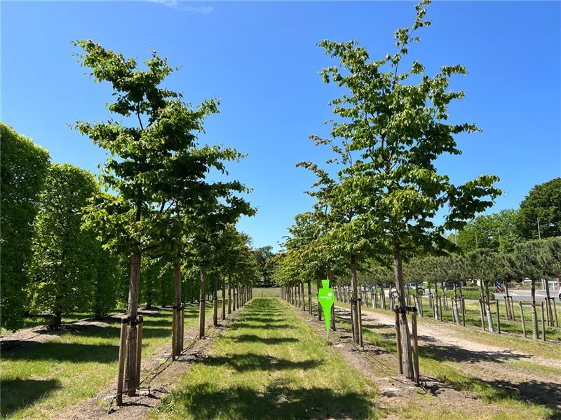 Parrotia persica