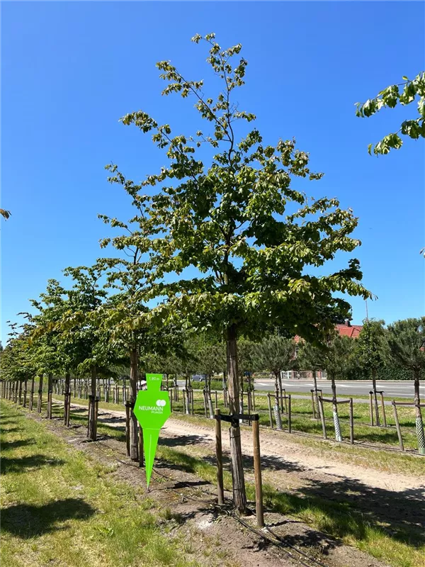 Parrotia persica