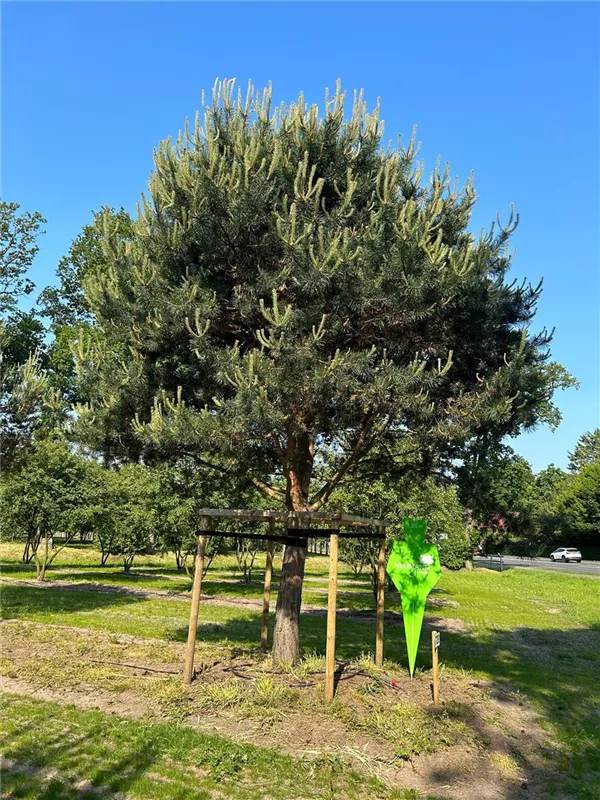 Pinus sylvestris