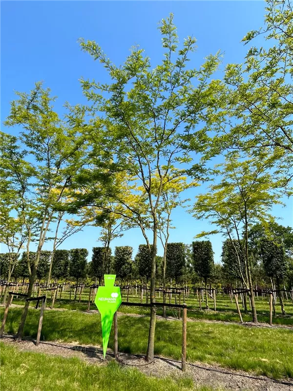 Gleditsia triacanthos 'Skyline'