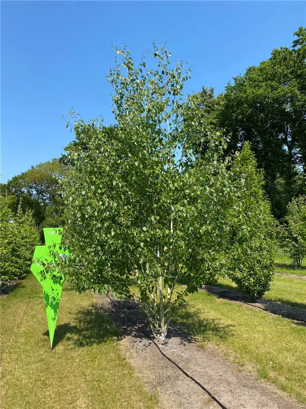 Betula jacquemontii